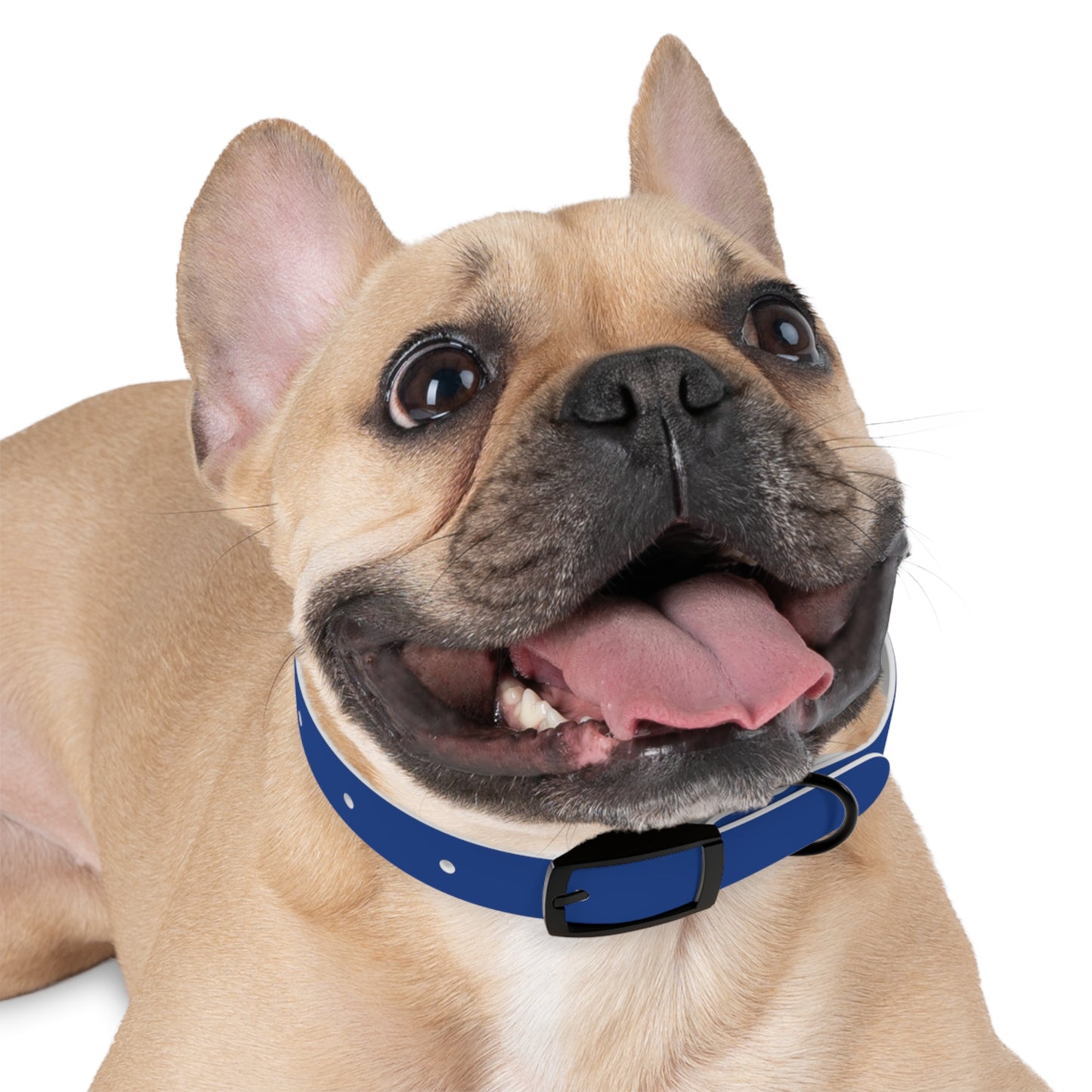 Customized Blue Dog Collar, With Phone Number - "Lucy"