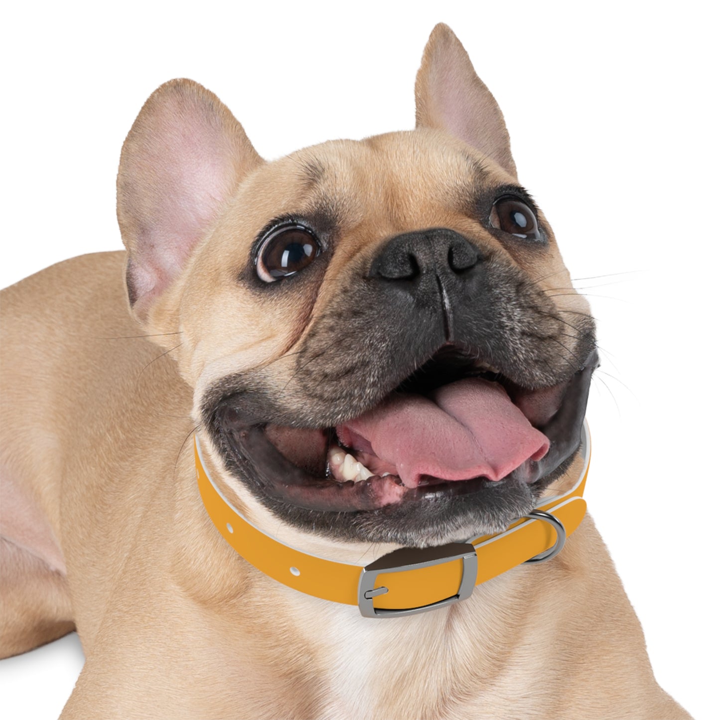 Customized Yellow Dog Collar, With Phone Number - "Lucy"
