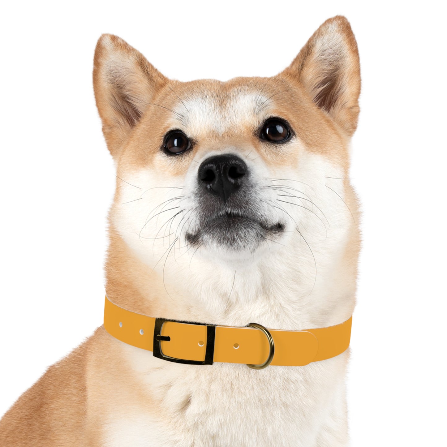 Customized Yellow Dog Collar, With Phone Number - "Lucy"