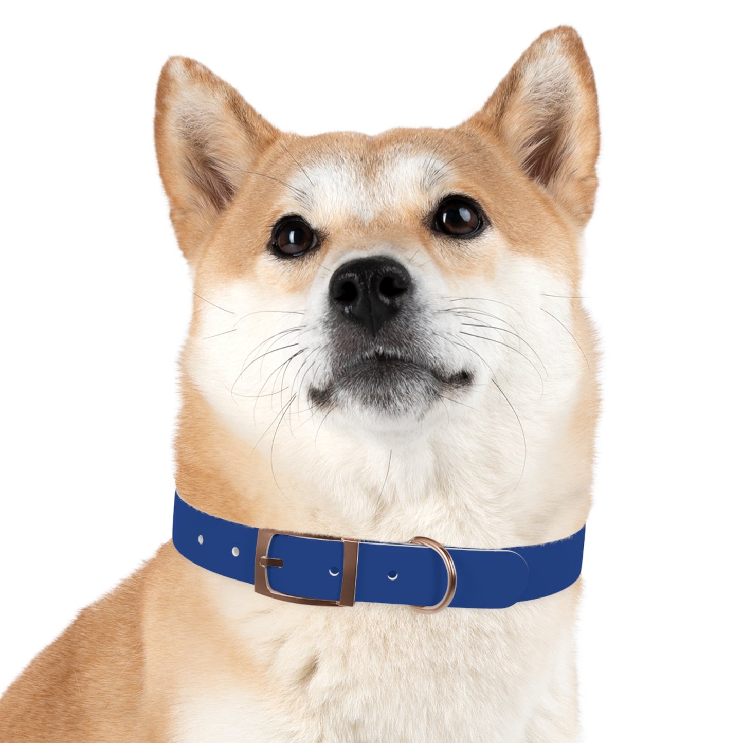 Customized Blue Dog Collar, With Phone Number - "Lucy"