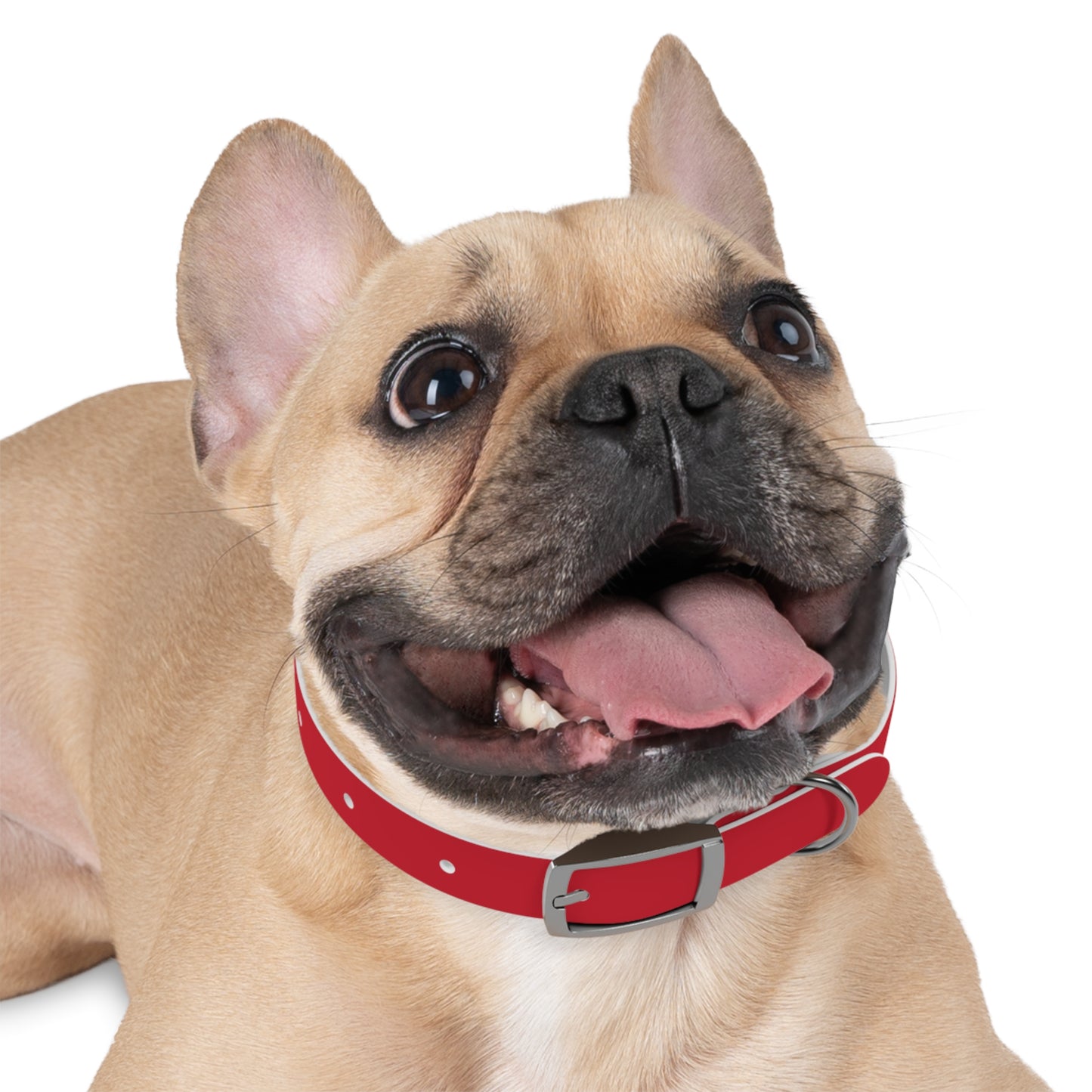Customized Red Dog Collar, With Phone Number - "Lucy"
