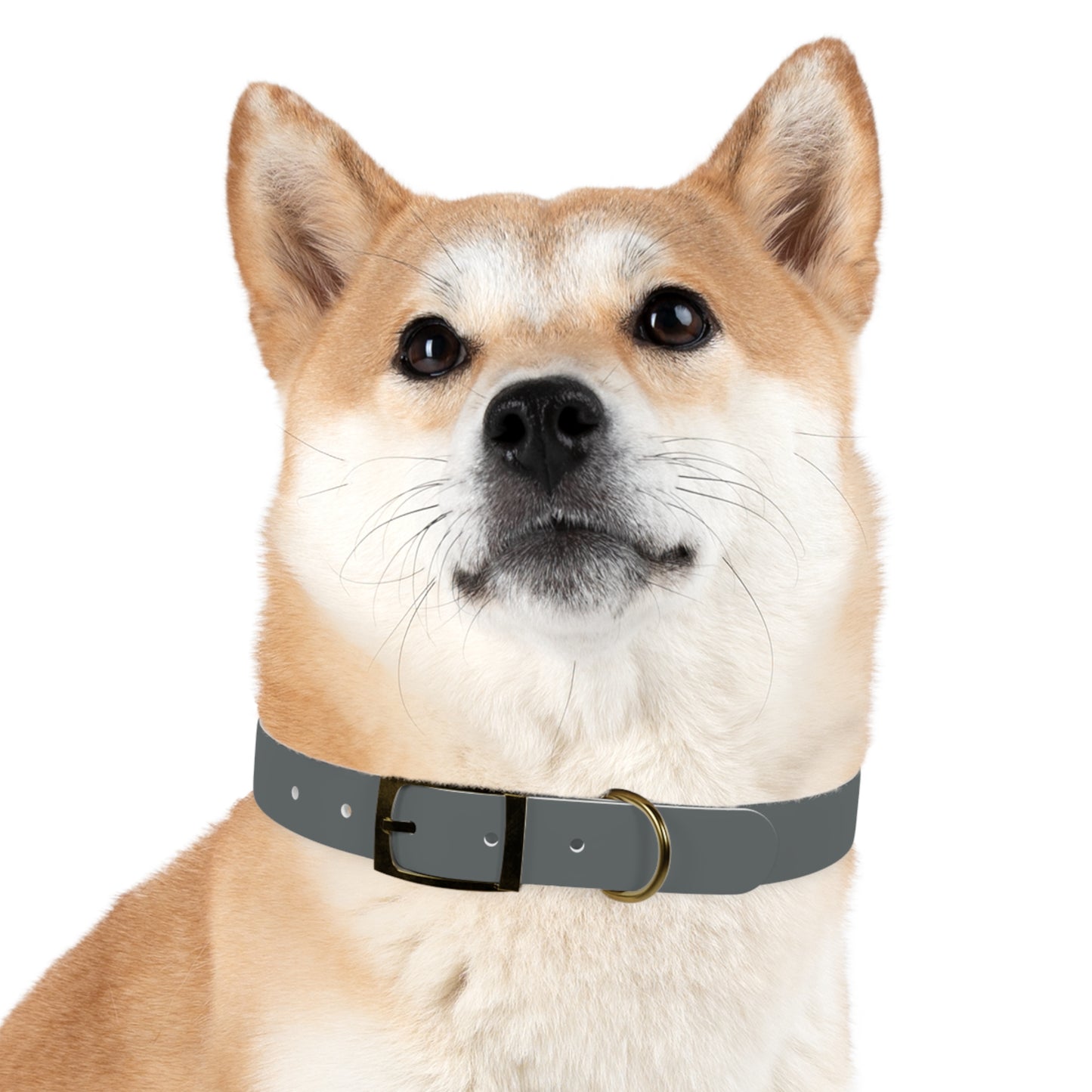 Customized Grey Dog Collar, With Phone Number - "Lucy"