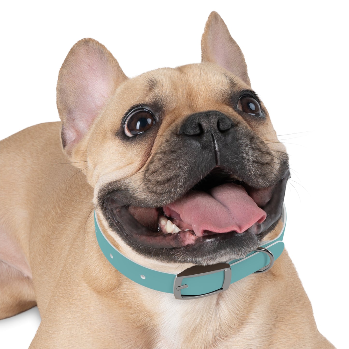 Customized Deep Sea Green Dog Collar, With Phone Number - "Lucy"