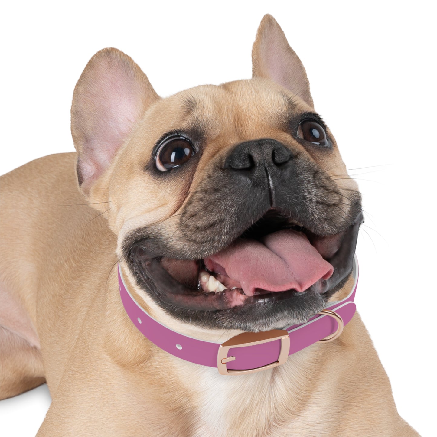 Customized Pink Dog Collar, With Phone Number - "Lucy"