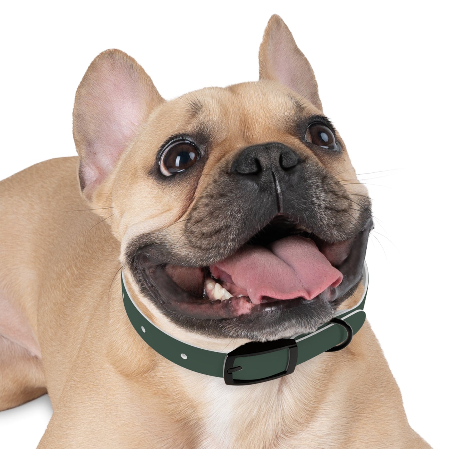 Customized Green Dog Collar, With Phone Number - "Lucy"