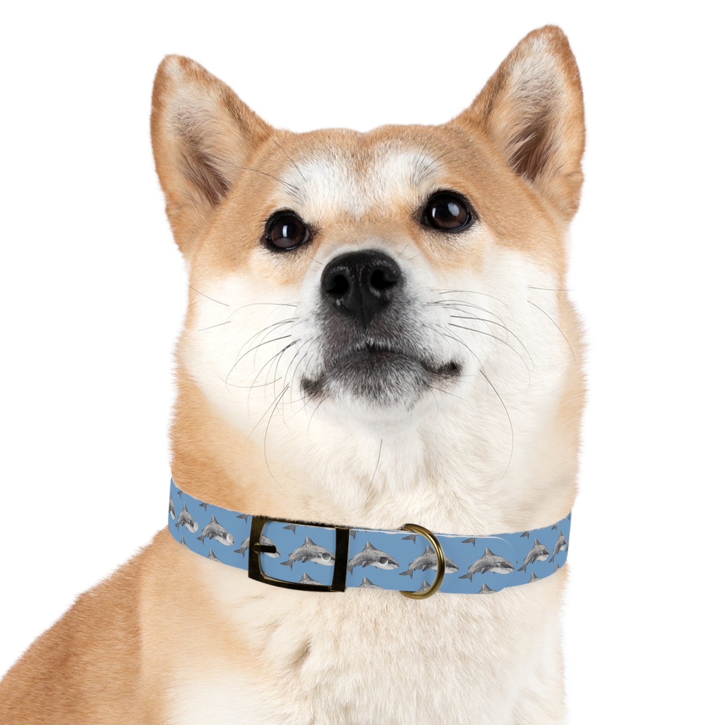 Customized Tiger Shark Design Dog Collar - "Zeke"
