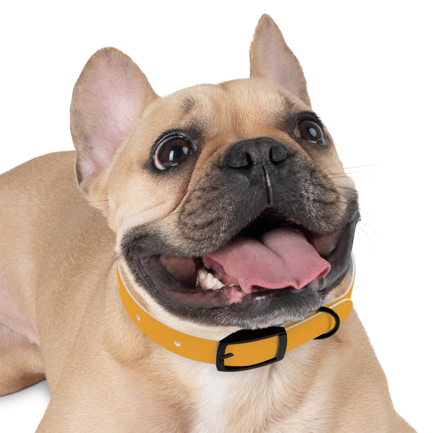 Customized Yellow Dog Collar, With Phone Number - "Lucy"