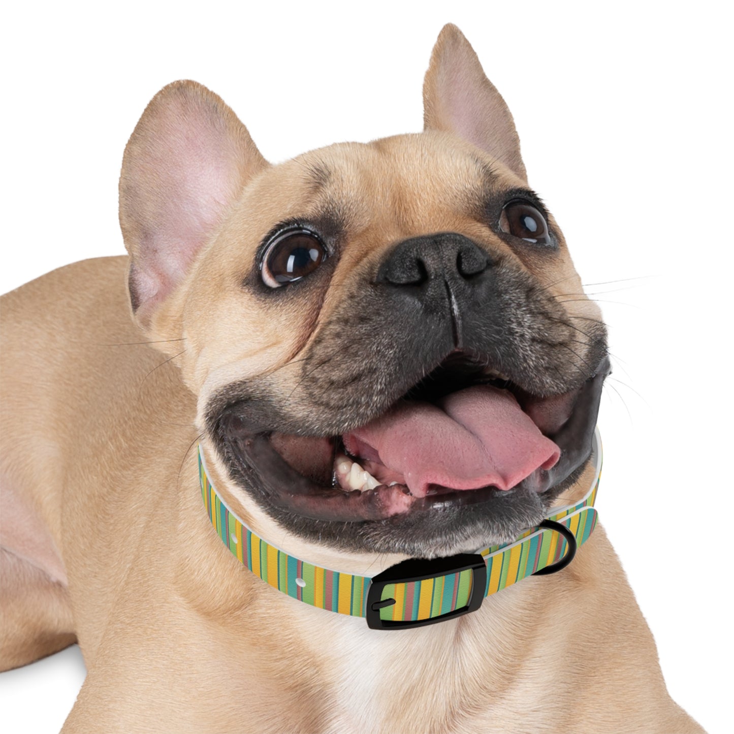 Colorful Personalized Dog Collar