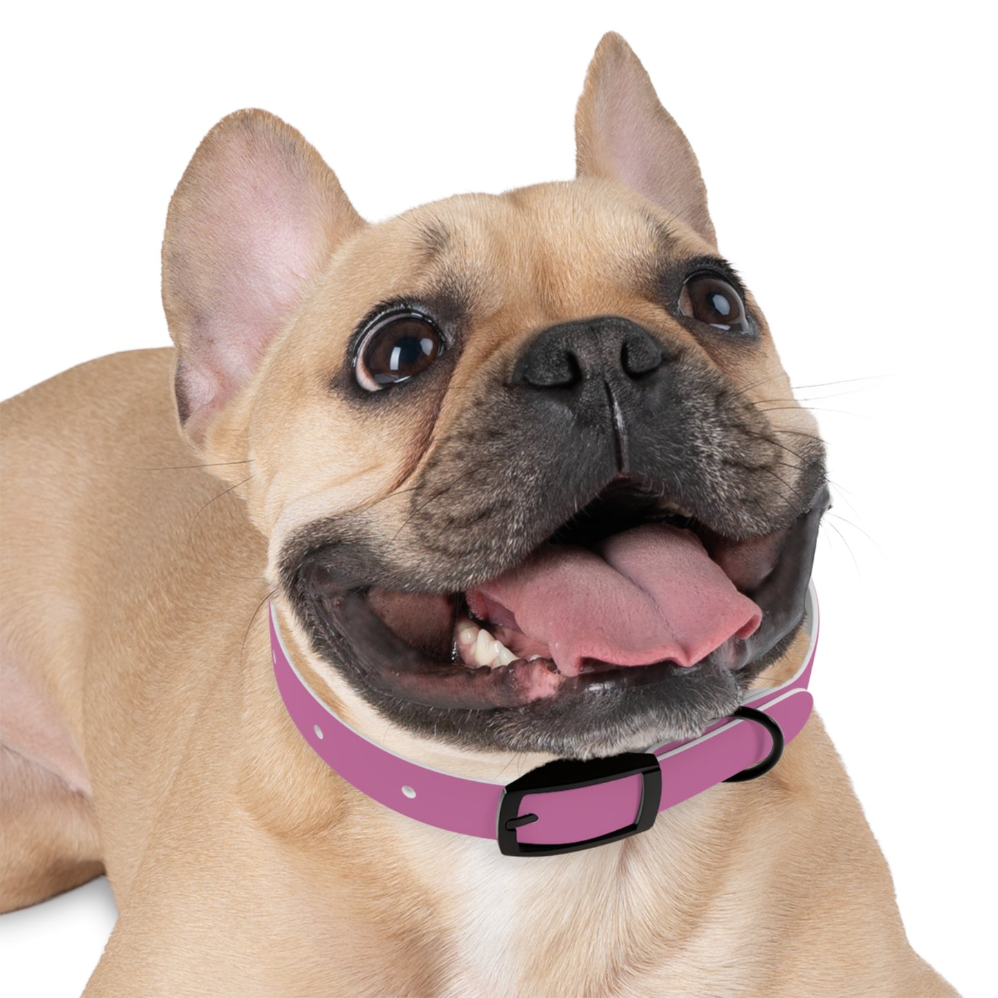 Customized Pink Dog Collar, With Phone Number - "Lucy"