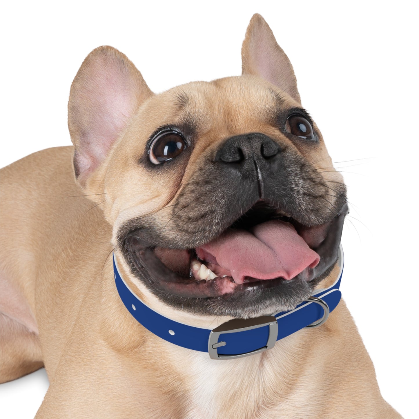 Customized Blue Dog Collar, With Phone Number - "Lucy"