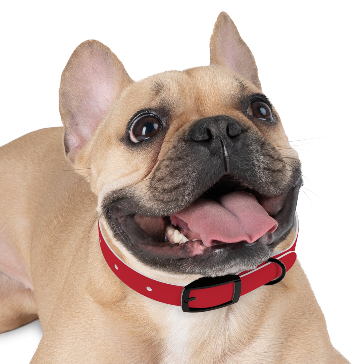 Customized Red Dog Collar, With Phone Number - "Lucy"