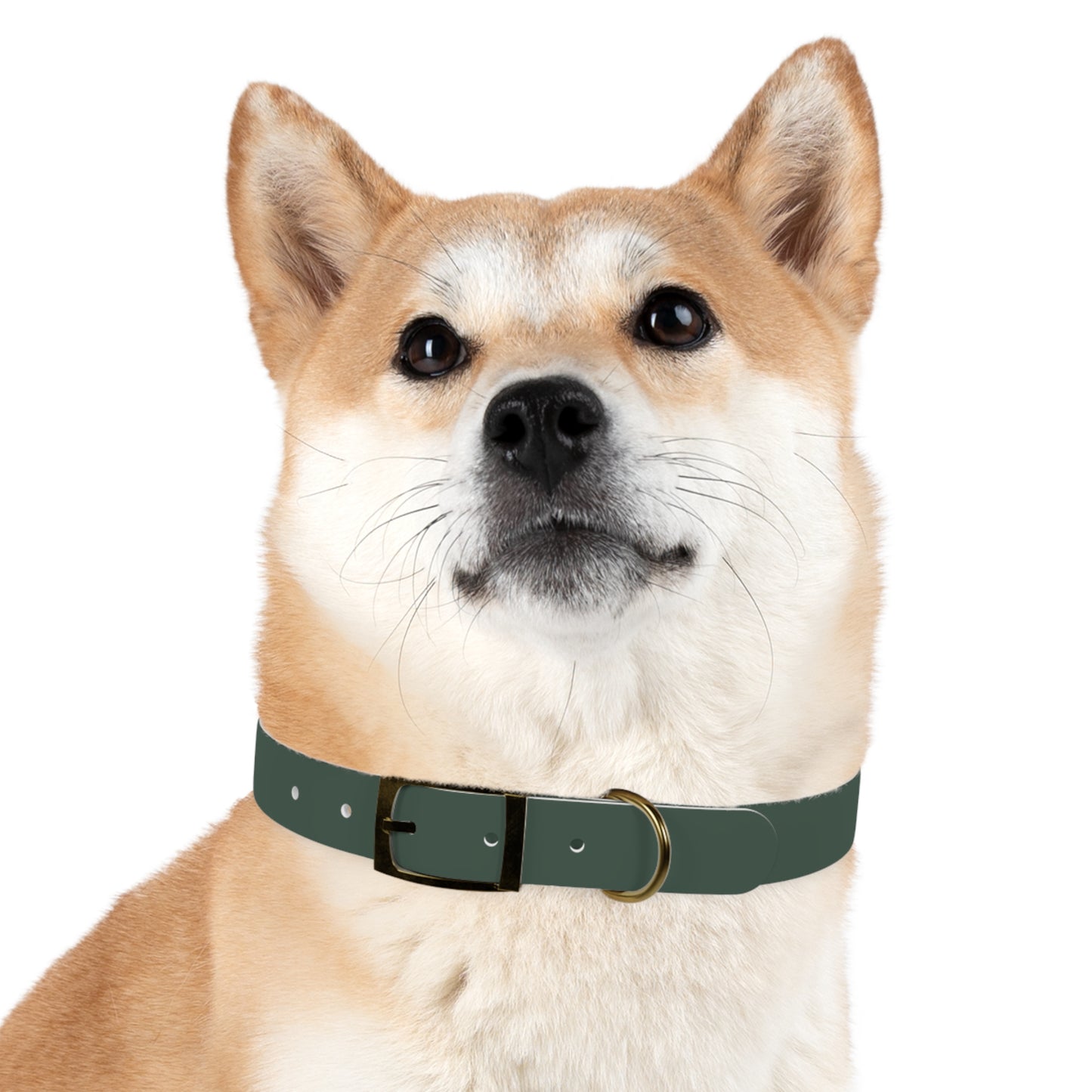 Customized Green Dog Collar, With Phone Number - "Lucy"