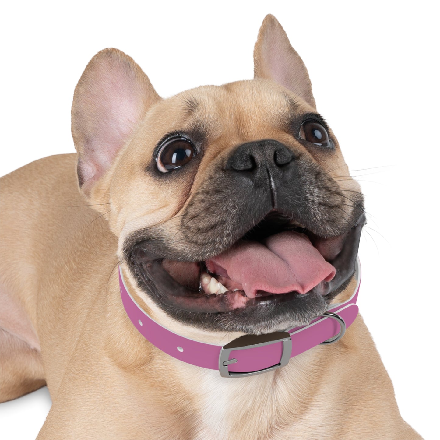 Customized Pink Dog Collar, With Phone Number - "Lucy"