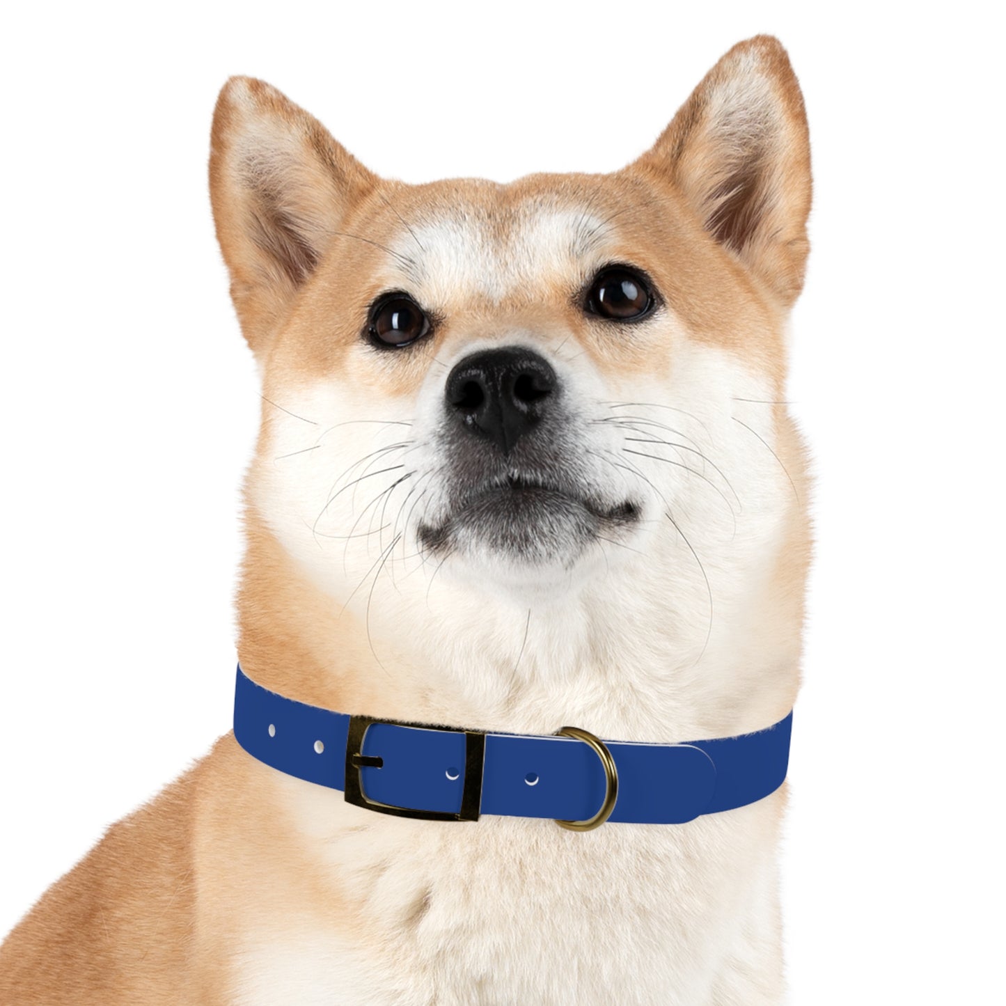 Customized Blue Dog Collar, With Phone Number - "Lucy"