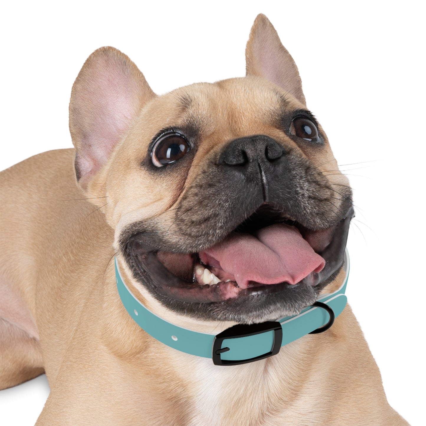 Customized Deep Sea Green Dog Collar, With Phone Number - "Lucy"