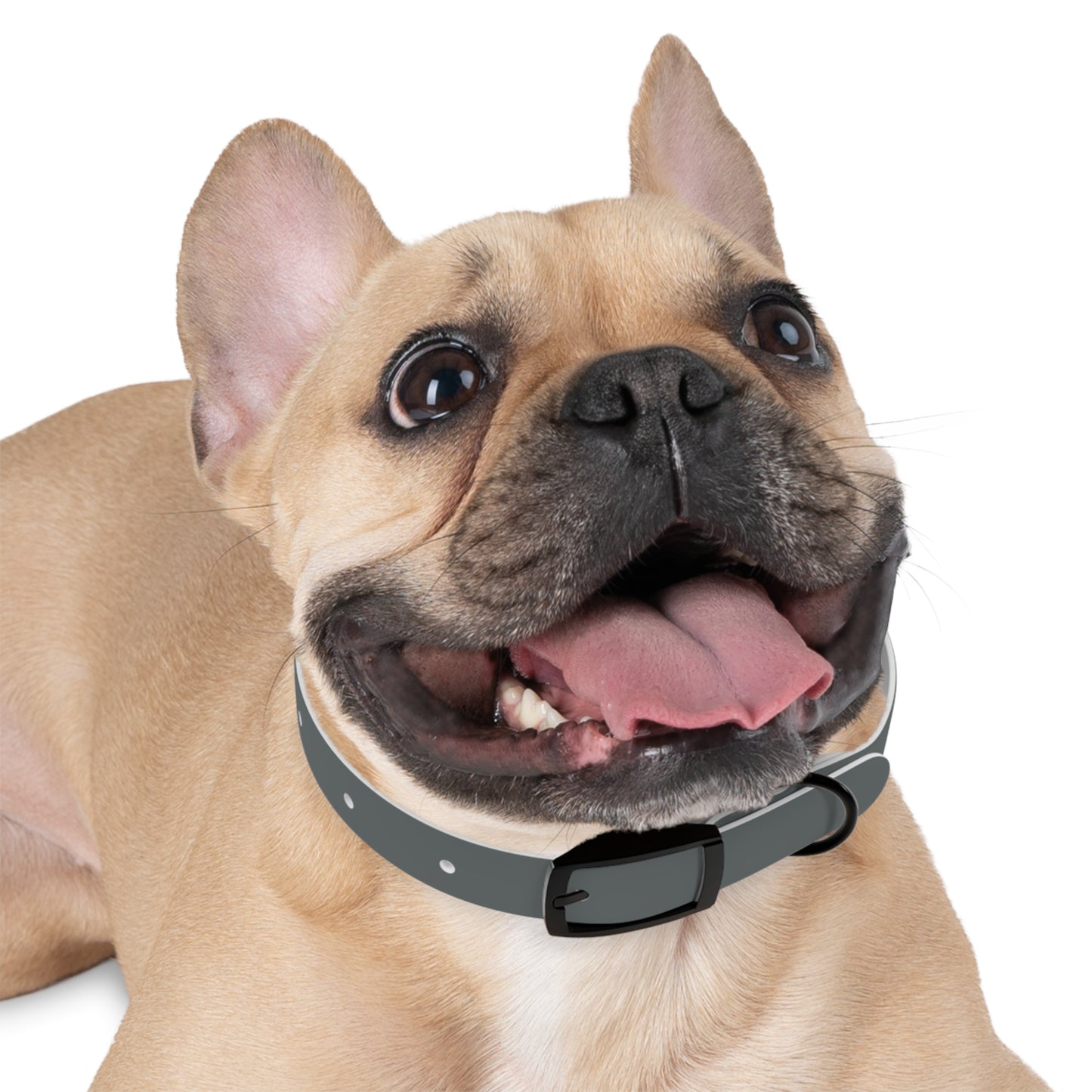 Customized Grey Dog Collar, With Phone Number - "Lucy"