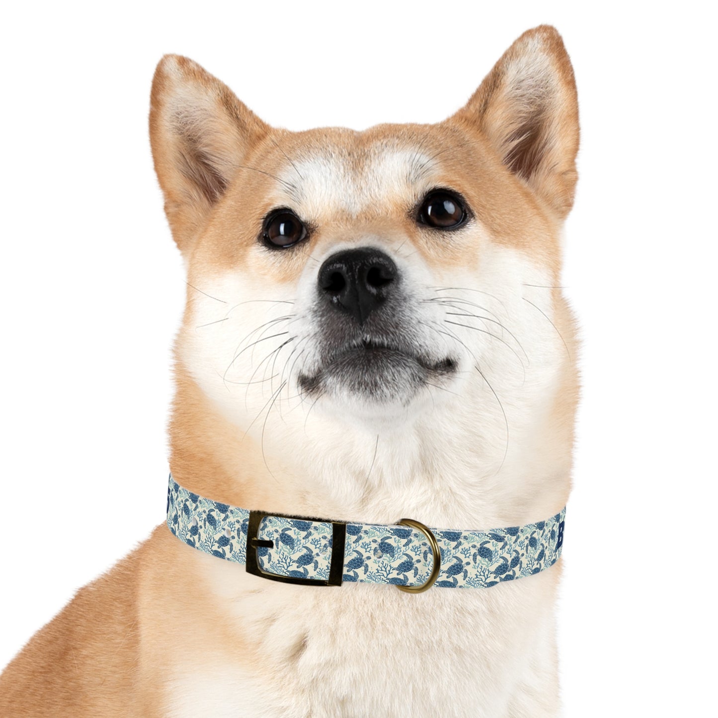 Customized Sea Turtle Design Dog Collar - "Baxter"