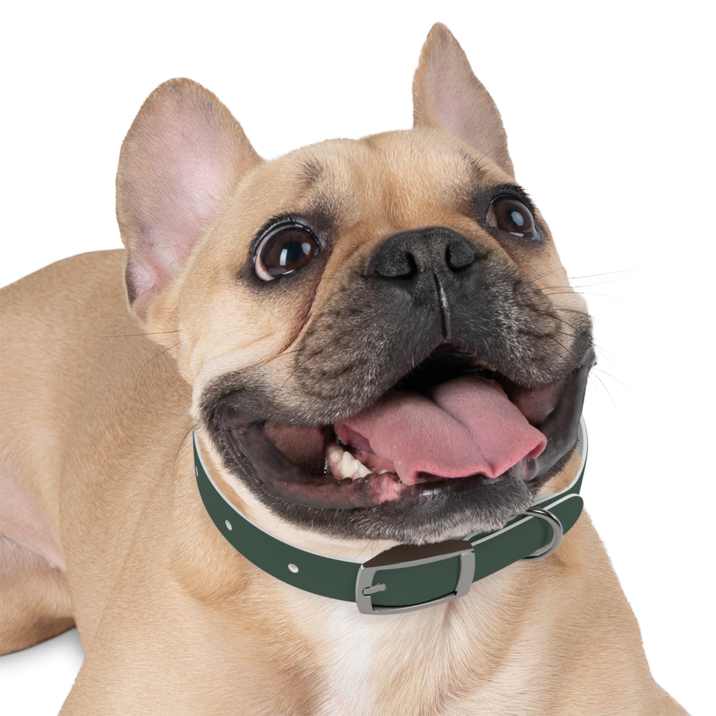 Customized Green Dog Collar, With Phone Number - "Lucy"